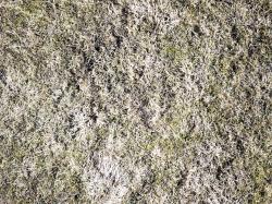 Photo Textures of Ground Grass